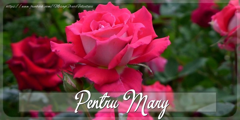Felicitari Diverse - Pentru Mary