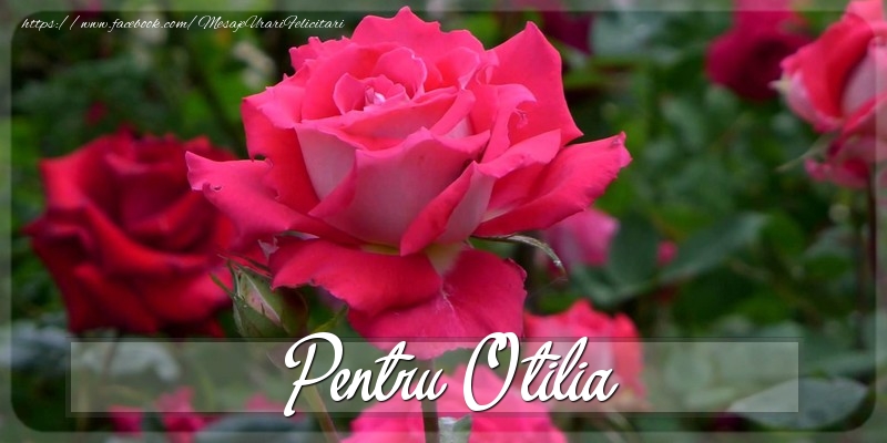 Felicitari Diverse - Pentru Otilia