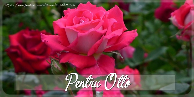 Felicitari Diverse - Pentru Otto