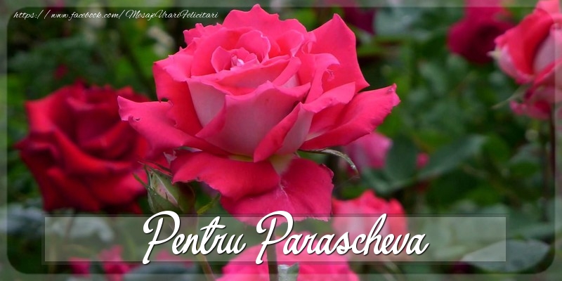 Felicitari Diverse - Trandafiri | Pentru Parascheva