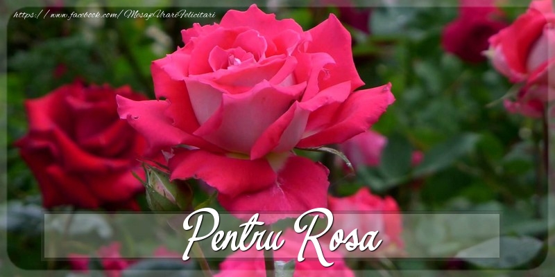 Felicitari Diverse - Trandafiri | Pentru Rosa