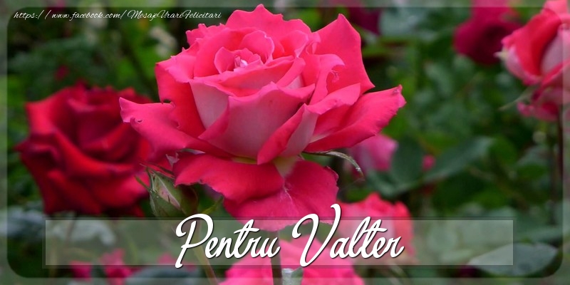 Felicitari Diverse - Trandafiri | Pentru Valter