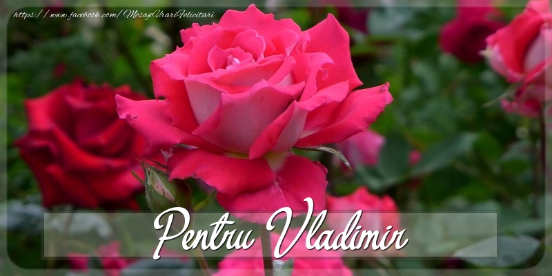 Felicitari Diverse - Trandafiri | Pentru Vladimir