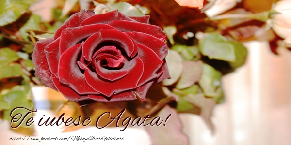 Felicitari de dragoste - Trandafiri | Te iubesc Agata!