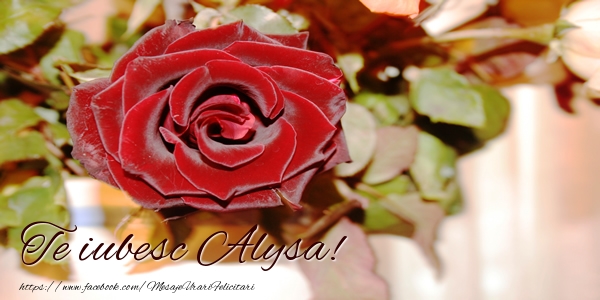 Felicitari de dragoste - Trandafiri | Te iubesc Alysa!