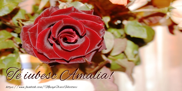 Felicitari de dragoste - Te iubesc Amalia!
