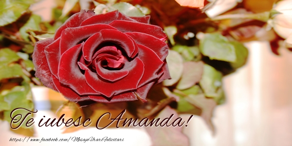 Felicitari de dragoste - Trandafiri | Te iubesc Amanda!