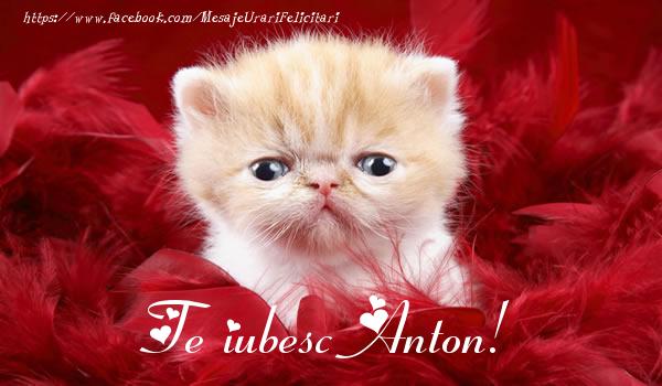 Felicitari de dragoste - Haioase | Te iubesc Anton!