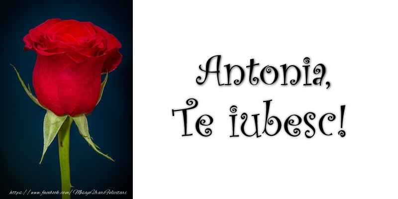 Felicitari de dragoste - Trandafiri | Antonia Te iubesc!