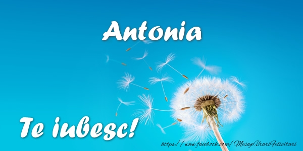Felicitari de dragoste - Flori | Antonia Te iubesc!