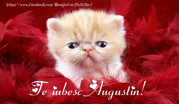 Felicitari de dragoste - Haioase | Te iubesc Augustin!