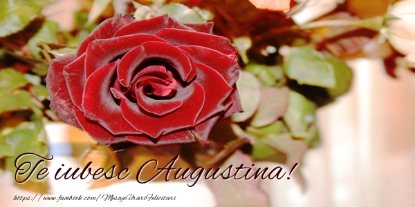 Felicitari de dragoste - Trandafiri | Te iubesc Augustina!