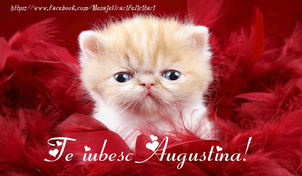 Felicitari de dragoste - Haioase | Te iubesc Augustina!