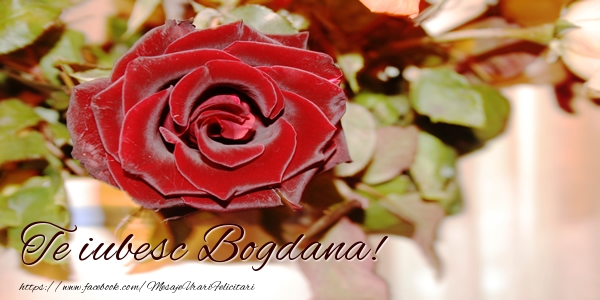 Felicitari de dragoste - Trandafiri | Te iubesc Bogdana!