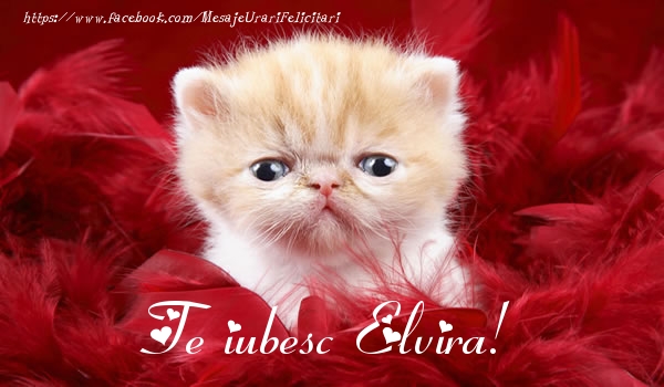 Felicitari de dragoste - Te iubesc Elvira!