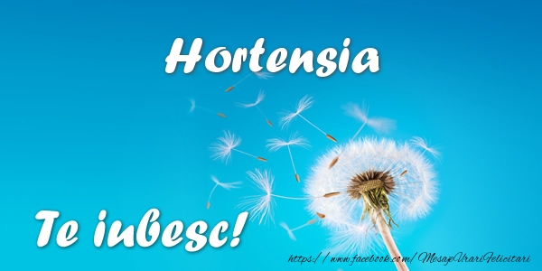 Felicitari de dragoste - Hortensia Te iubesc!