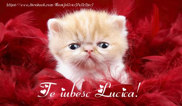Felicitari de dragoste - Haioase | Te iubesc Lucica!