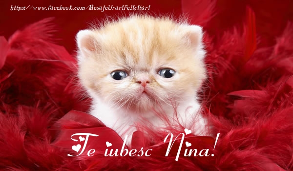 Felicitari de dragoste - Haioase | Te iubesc Nina!