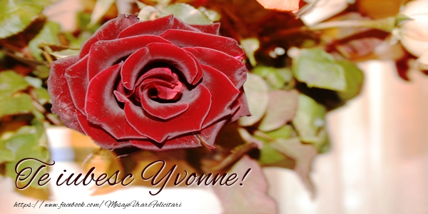 Felicitari de dragoste - Trandafiri | Te iubesc Yvonne!