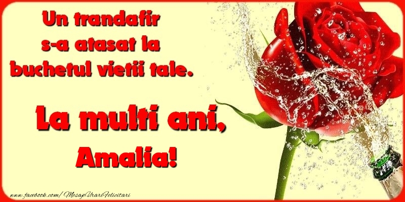 Felicitari de la multi ani - Flori & Sampanie | Un trandafir s-a atasat la buchetul vietii tale. Amalia