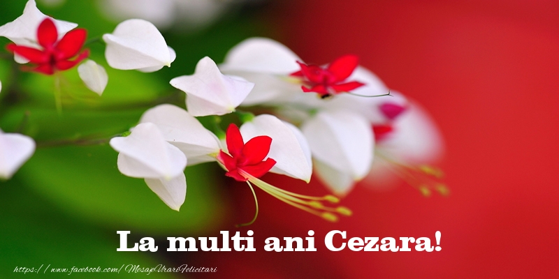 Felicitari de la multi ani - Flori | La multi ani Cezara!