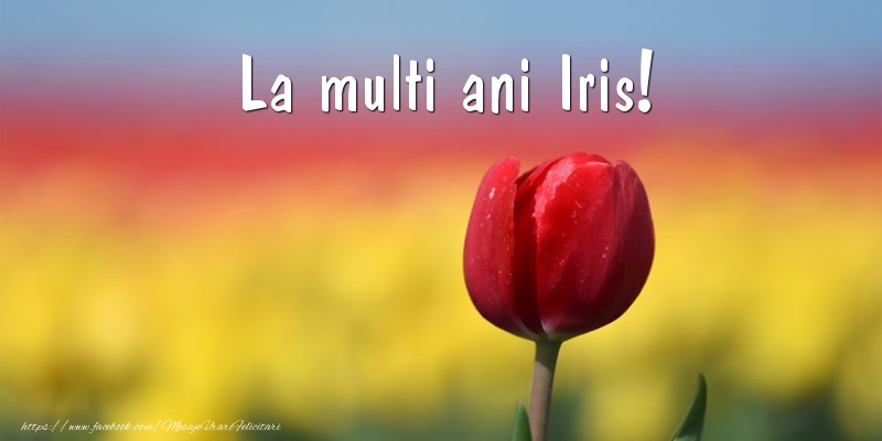 Felicitari de la multi ani - Flori & Lalele | La multi ani Iris!