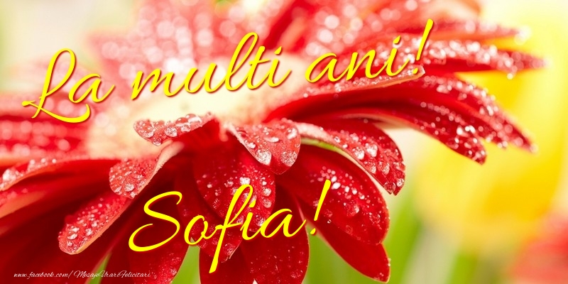 Felicitari de la multi ani - La multi ani! Sofia