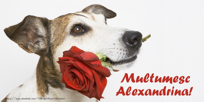 Felicitari de multumire - Multumesc Alexandrina!