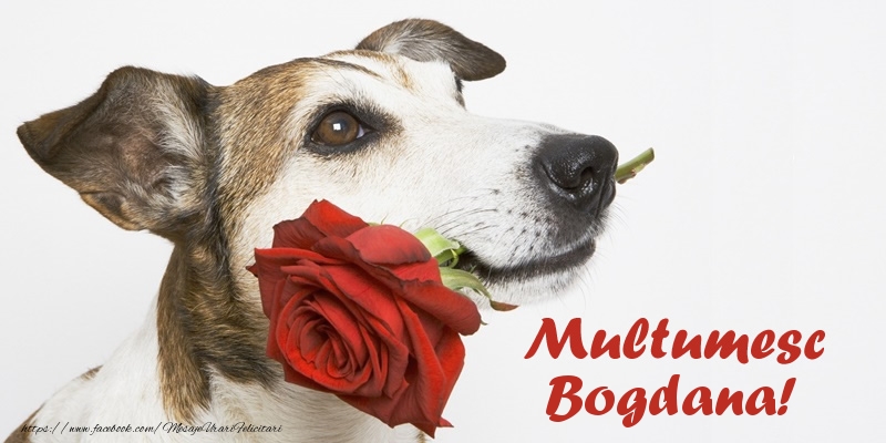 Felicitari de multumire - Trandafiri | Multumesc Bogdana!