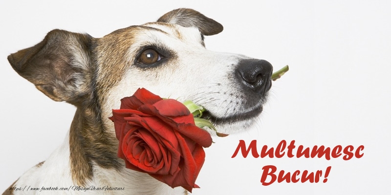Felicitari de multumire - Multumesc Bucur!