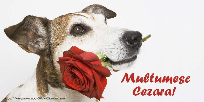 Felicitari de multumire - Trandafiri | Multumesc Cezara!