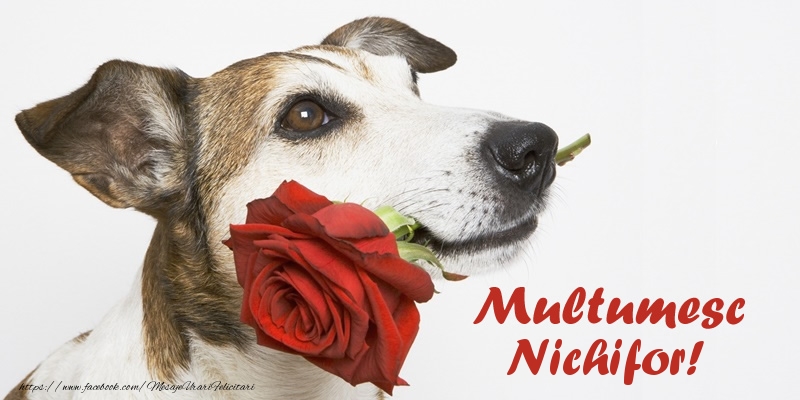 Felicitari de multumire - Trandafiri | Multumesc Nichifor!