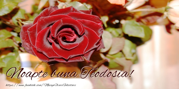 Felicitari de noapte buna - Trandafiri | Noapte buna Teodosia!
