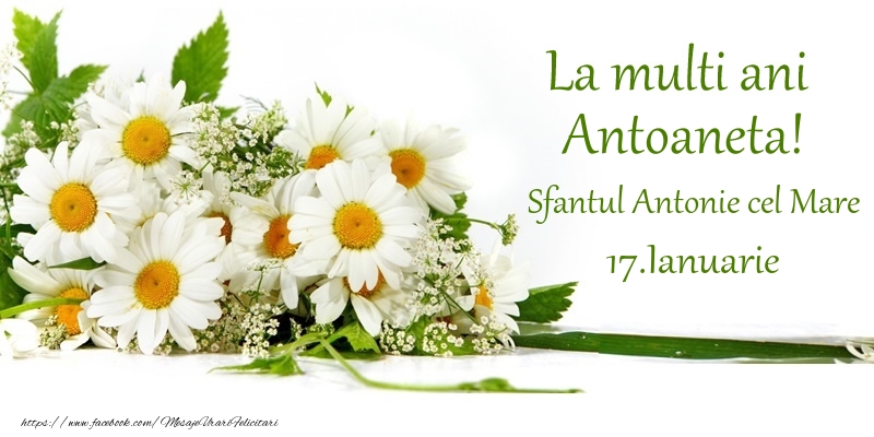 Felicitari de Ziua Numelui - Flori | La multi ani, Antoaneta! 17.Ianuarie - Sfantul Antonie cel Mare
