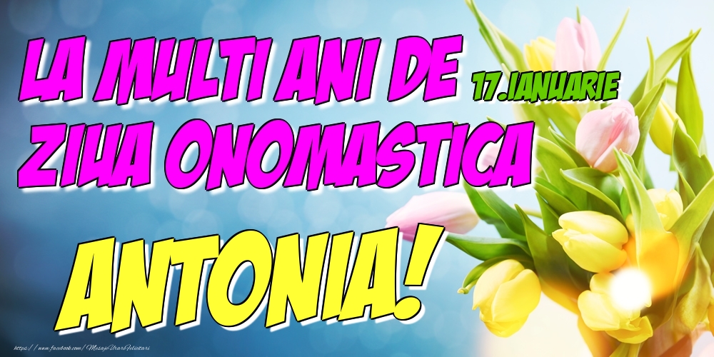Felicitari de Ziua Numelui - Lalele | 17.Ianuarie - La multi ani de ziua onomastica Antonia!