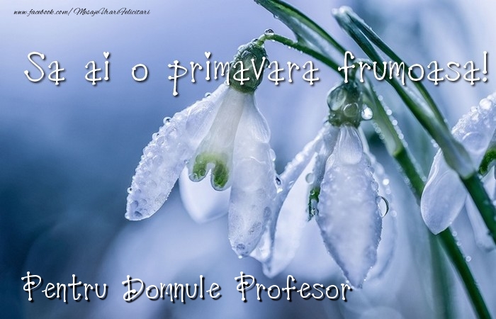 Felicitari de 1 Martie pentru Profesor - Va doresc o primavara minunata domnule profesor
