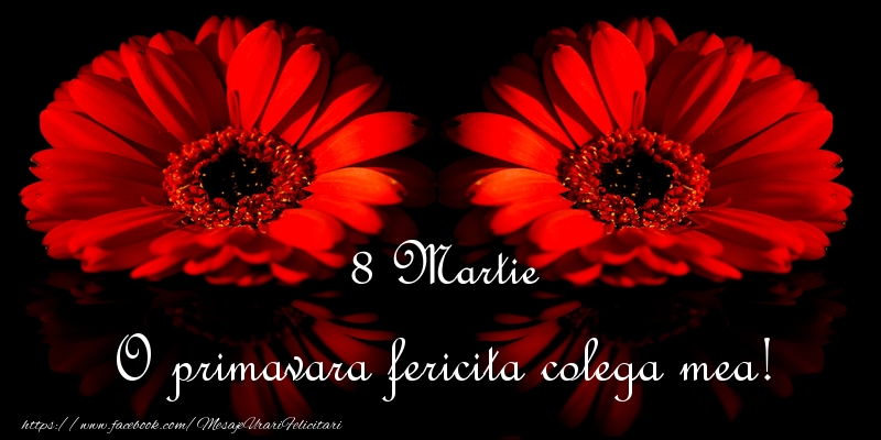 Felicitari de 8 Martie pentru Colega - O primavara fericita colega mea!