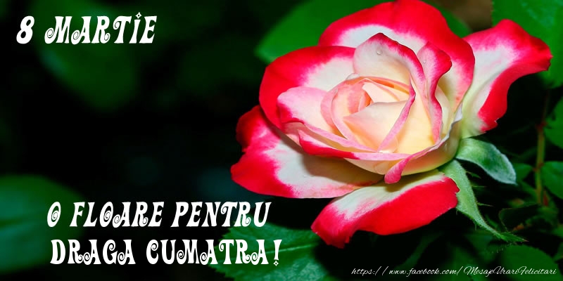 Felicitari de 8 Martie pentru Cumatra - O floare pentru draga cumatra!