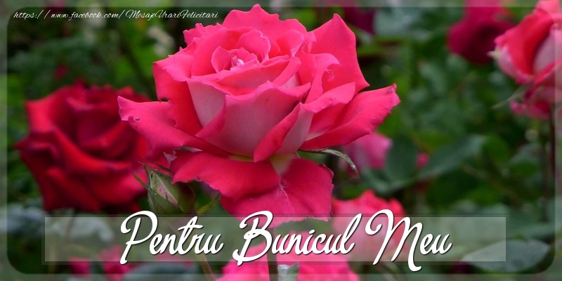 Felicitari Diverse pentru Bunic - Pentru bunicul meu