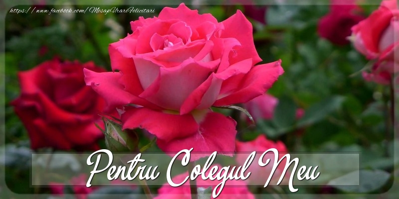 Felicitari Diverse pentru Coleg - Pentru colegul meu