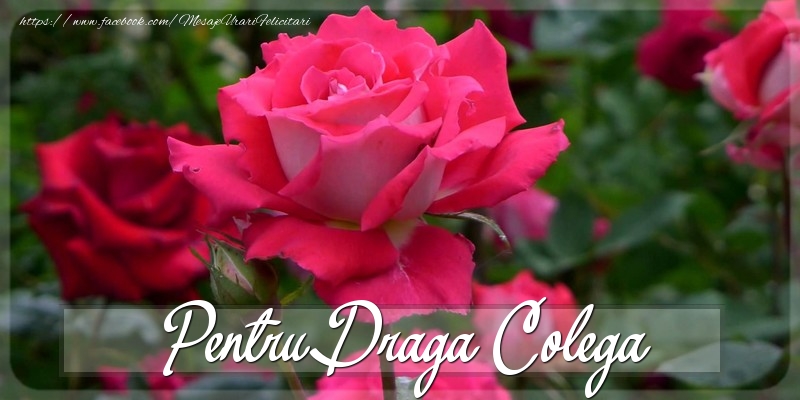 Felicitari Diverse pentru Colega - Pentru draga colega