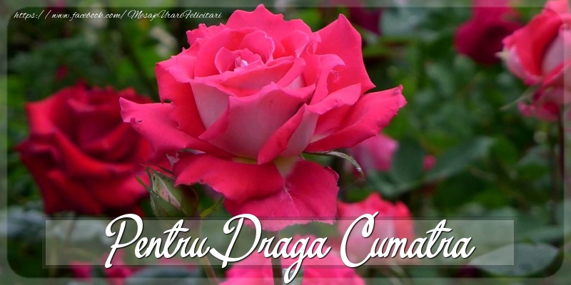 Felicitari Diverse pentru Cumatra - Pentru draga cumatra