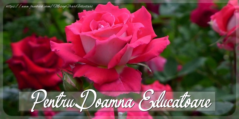 Felicitari Diverse pentru Educatoare - Pentru doamna educatoare