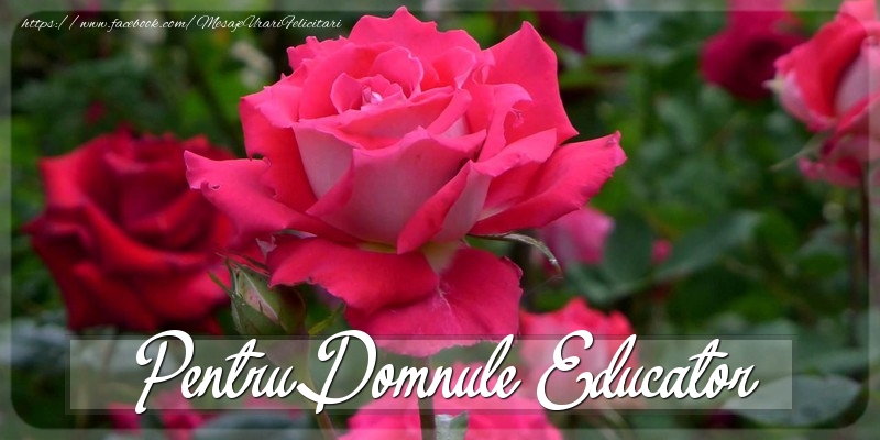 Felicitari Diverse pentru Educator - Pentru domnule educator