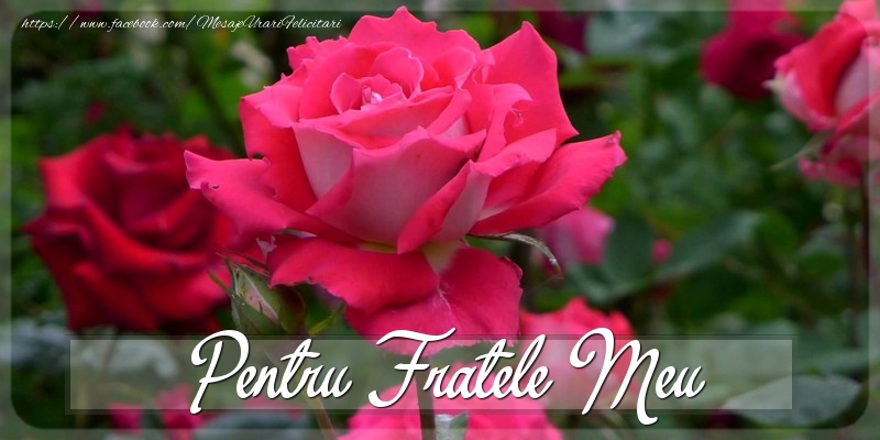 Felicitari Diverse pentru Frate - Pentru fratele meu