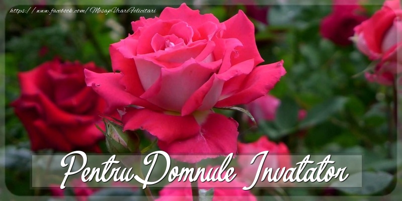 Felicitari Diverse pentru Invatator - Pentru domnule invatator