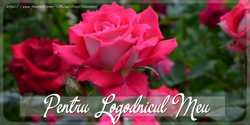 Felicitari Diverse pentru Logodnic - Pentru logodnicul meu