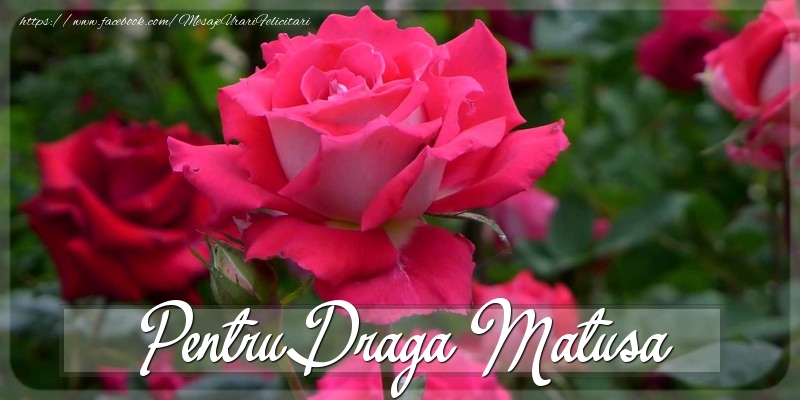 Felicitari Diverse pentru Matusa - Pentru draga matusa