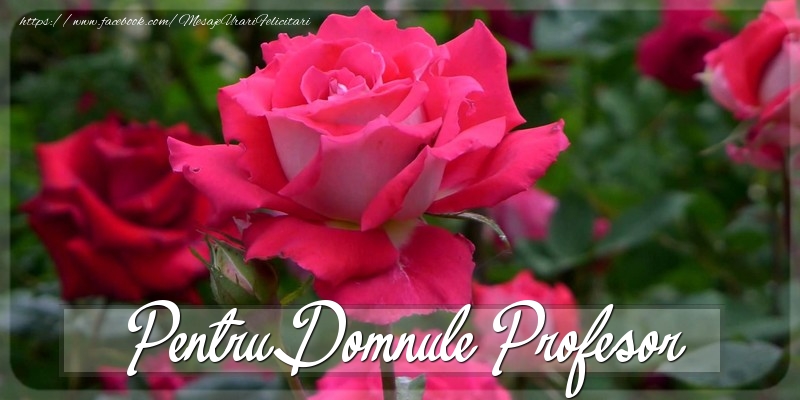 Felicitari Diverse pentru Profesor - Pentru domnule profesor