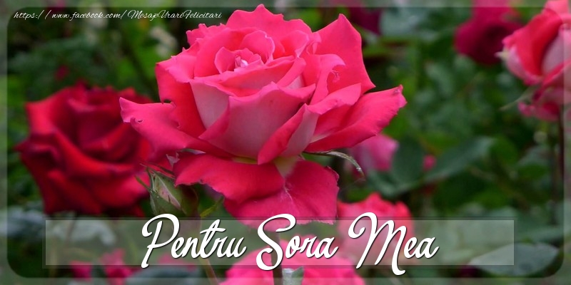 Felicitari Diverse pentru Sora - Pentru sora mea